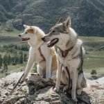 Coyote Breeding With Dogs: Exploring Hybrid Canines