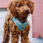 Curly Haired Dog Breeds: Discover Adorable Companions