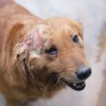 Cushing Disease Dog Diet: Optimizing Canine Health