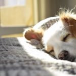 Cute Little Dog Breeds: Discover Your Perfect Puppy