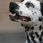 Dalmatian Dog Health Issues: Essential Care Tips