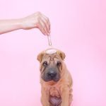 Dashing Dogs Grooming Studio: Ultimate Pet Pampering Hub