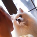 Day of the Dogs Grooming: Transform Your Pet’s Look