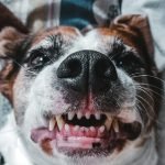 Dental Dog Insurance: Protect Your Pet’s Smile Today