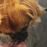 Details Dog Grooming: Unleash the Ultimate Guide