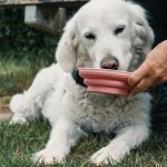 Diet for Dogs With Bladder Stones: Healing Meal Guide