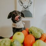 Diet for Dogs With Ibs: Tail-Wagging Nutrition Tips