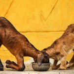 Diet of African Wild Dog: Unveiling Nature’s Menu