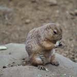 Diet of a Prairie Dog: Discover Their Nutritional Secrets