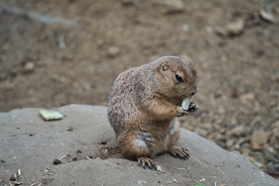 Diet of a Prairie Dog: Discover Their Nutritional Secrets