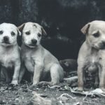 Different Breeds of Pitbull Dogs: A Comprehensive Guide