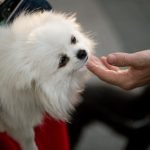 Discount Code for Hollywood Mobile Dog Grooming: Unleash Savings
