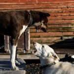 Do Dogs Groom Each Other: Unveiling Canine Social Rituals