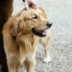 Do You Have to Have a License to Groom Dogs: Essential Guide
