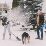 Does Dog Insurance Cover Dental Cleaning Costs?