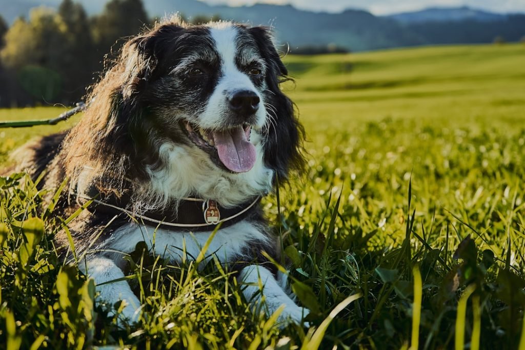 Does Dog Insurance Cover Neutering? Essential Insights