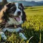 Does Dog Insurance Cover Neutering? Essential Insights