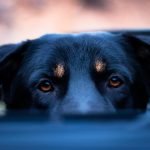 Does Dog Insurance Cover Spaying? Essential Insights