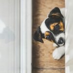 Does Home Insurance Cover Dog Bites? Essential Insights