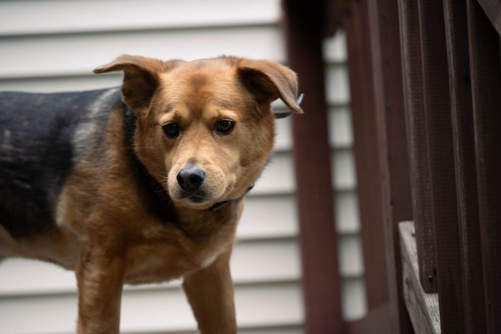 Does Homeowners Insurance Cover Dog Attacks: Unveiling Truth