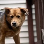 Does Homeowners Insurance Cover Dog Attacks: Unveiling Truth