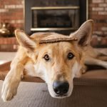 Does Insurance Cover Service Dogs? Uncover the Facts
