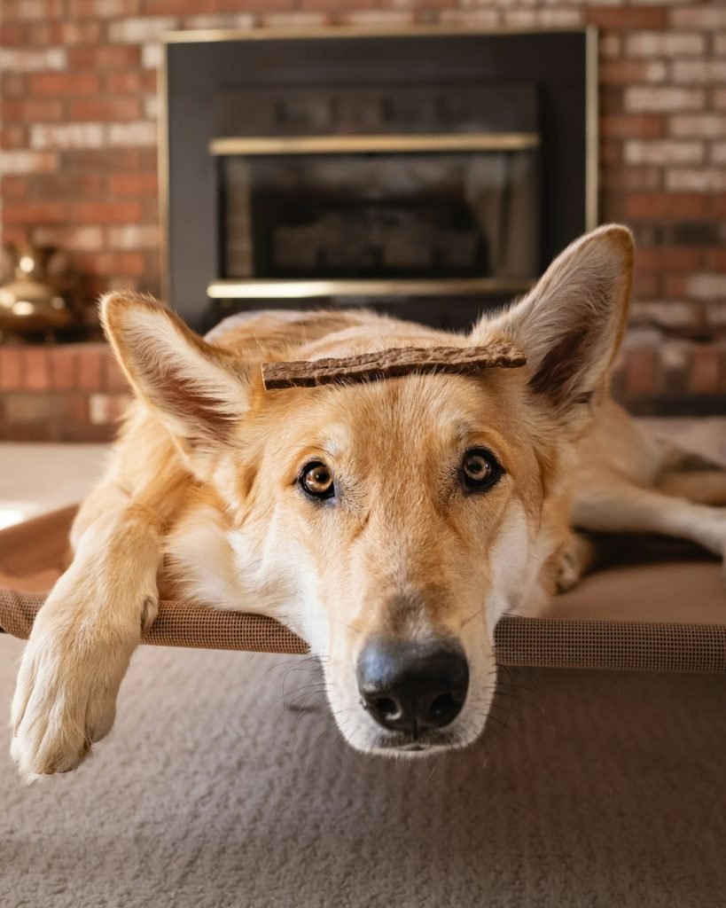 Does Insurance Cover Service Dogs? Uncover the Facts