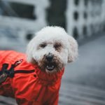 Does Umbrella Insurance Cover Dog Bites? Discover Now!