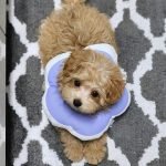 Dog Accident Insurance: Protect Your Pup’s Health Today