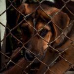 Essential Dog Adoption Contract Bernese Mountain Dog Rescue Guide 2025