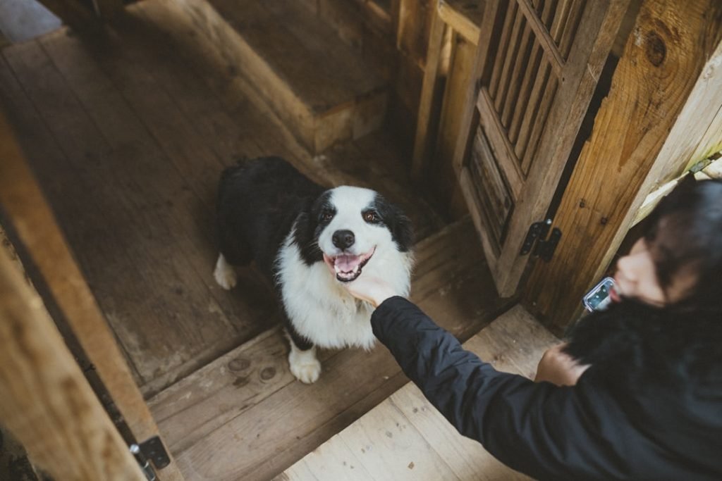 Dog Adoption Tips for First-Time Owners: Essential Guide