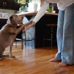 Dog Barks And Jumps on Guests: How to Calm Your Pet