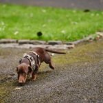 Dog Behaviour After Spaying: What to Expect
