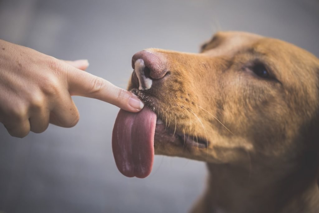 Dog Behaviour Body Language: Decode Your Pup’s Signals