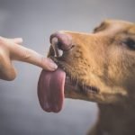 Dog Behaviour Body Language: Decode Your Pup’s Signals