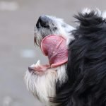 Dog Behaviour Licking: Unlocking Canine Communication