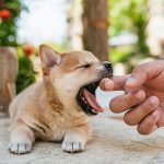 Dog Bite Claims Homeowners Insurance: Essential Guide