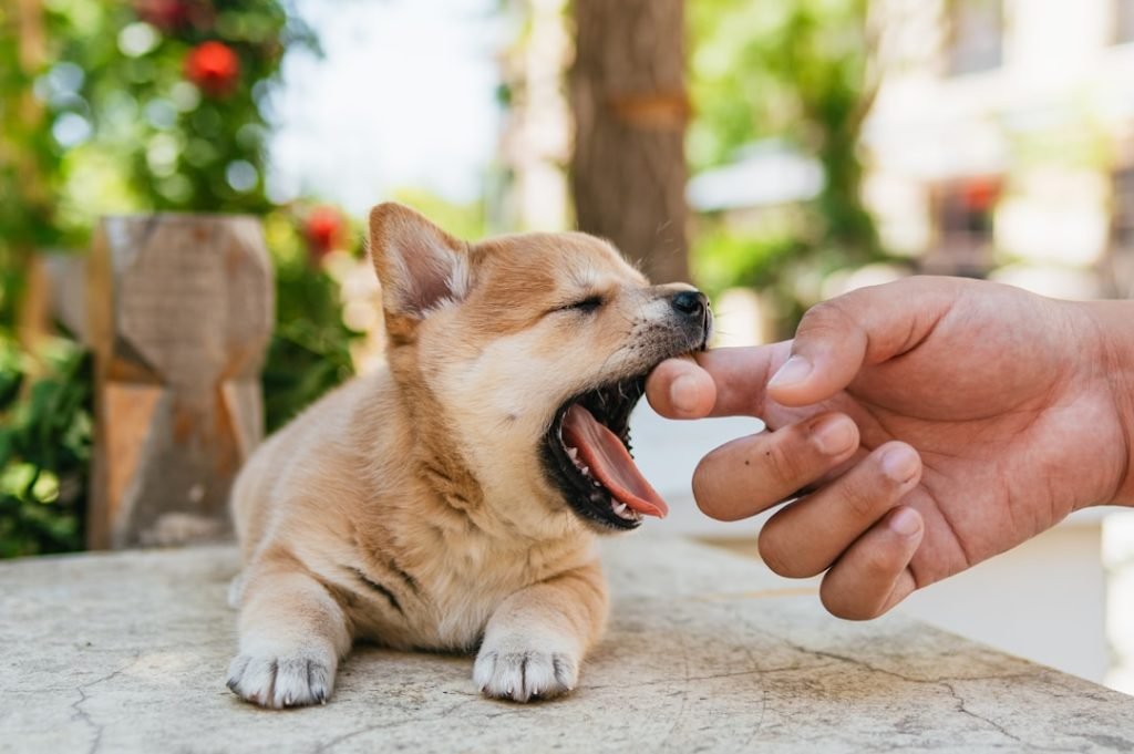 Dog Bite Insurance Claims Settlement: Maximize Your Payout