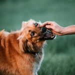 Dog Bites Insurance: Protect Your Assets Today