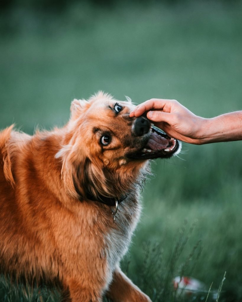 Dog Bites Insurance: Protect Your Assets Today