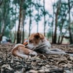 Dog Boarding Insurance: Essential Coverage Explained