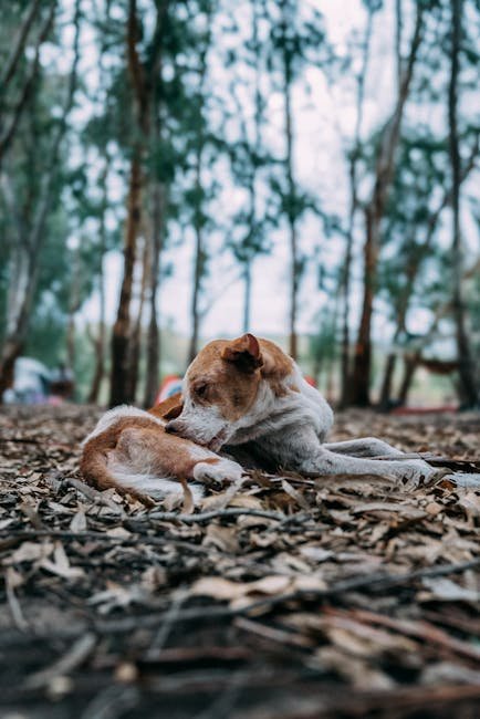 Dog Boarding Insurance: Essential Coverage Explained