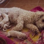 Dog Breeders Insurance: Essential Protection Explained