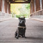 Dog Breeds Bull Arab: Unleashing the Perfect Companion