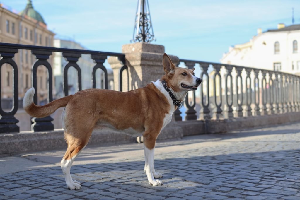 Dog Breeds Dogue De Bordeaux: Majestic Mastiff Guide