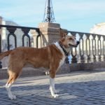 Dog Breeds Dogue De Bordeaux: Majestic Mastiff Guide