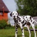 Dog Breeds Harrier Hound: Energetic Companions Explained