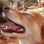 Dog Breeds Live the Longest: Discover the Top 10