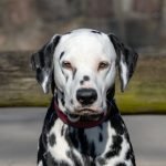 Dog Breeds Shar Pei Mixes: Unique & Lovable Companions