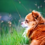 Dog Breeds That Start With W: Wonderful Companions